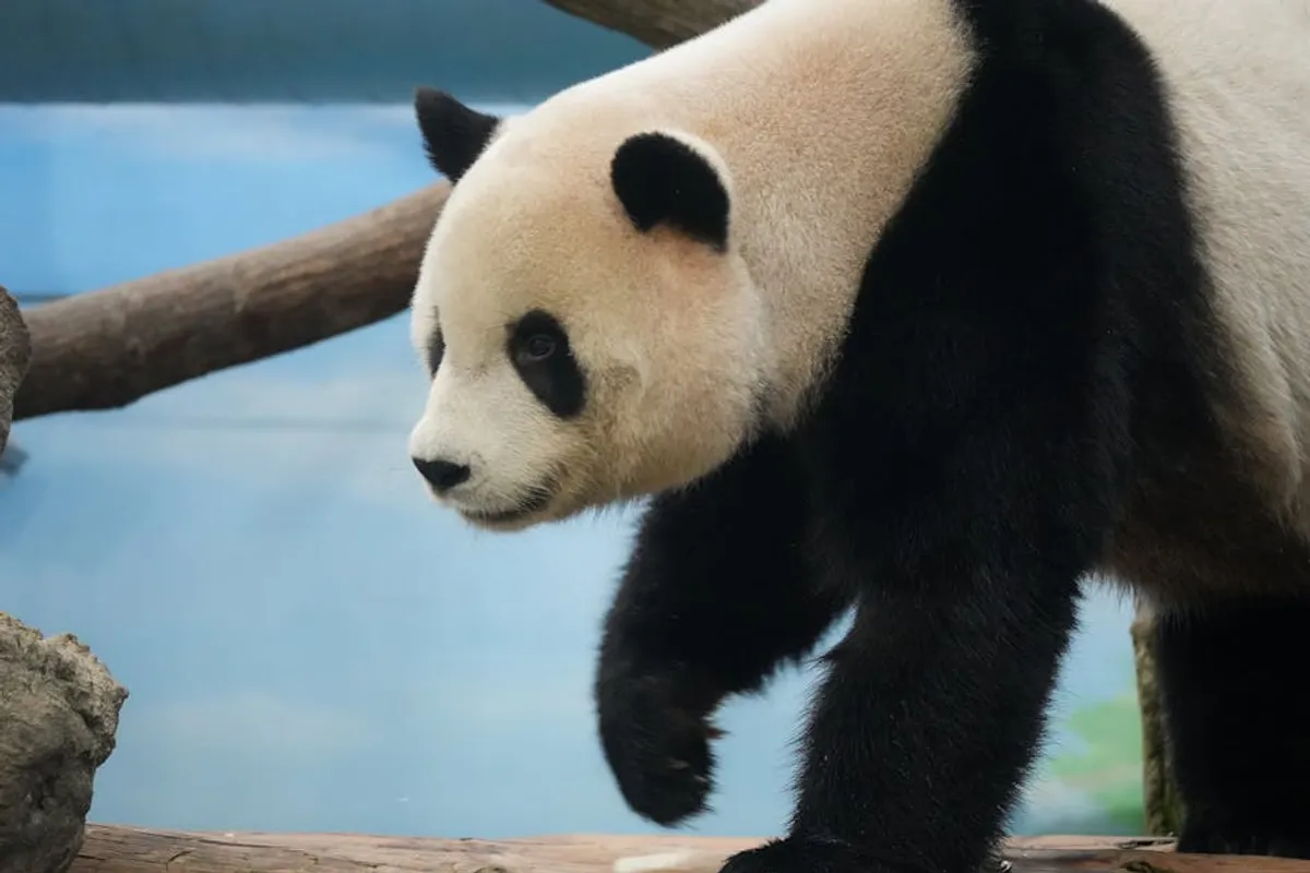 Panda master: Guide, Tips, Updates, and What Players Should Know